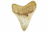 Serrated, Fossil Megalodon Tooth From Morocco - Rare Location #353008-1
